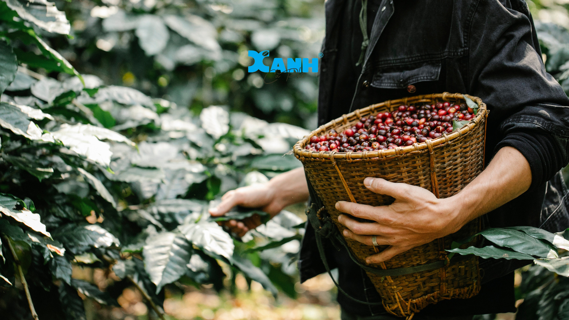 thị trường giá cà phê