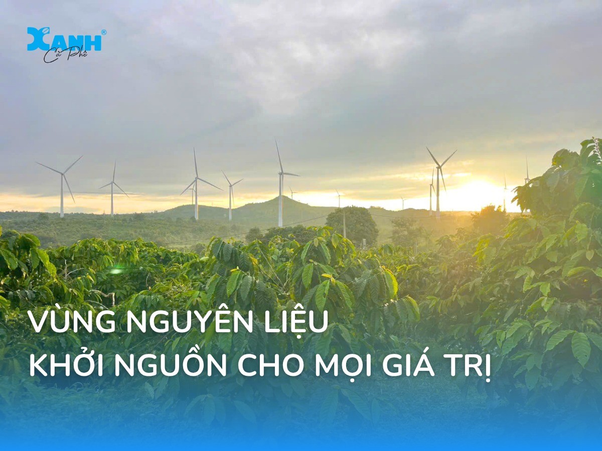 Cà phê Xanh vùng nguyên liệu